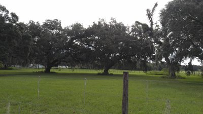 40 x 10 Unpaved Lot in Zephyrhills, Florida