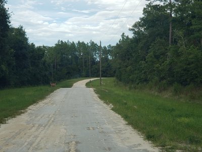 80 x 50 Unpaved Lot in Fort White, Florida near [object Object]