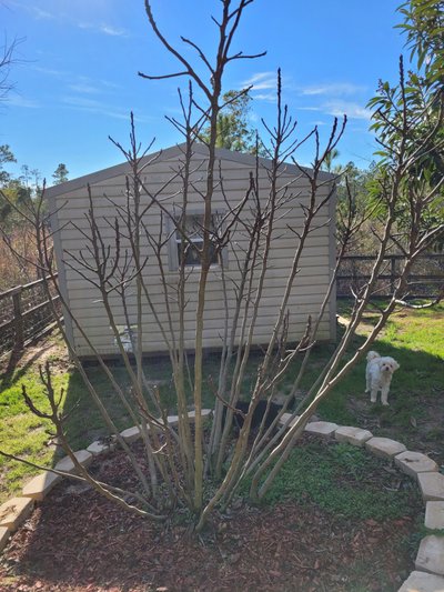 Small 5×10 Shed in Milton, Florida