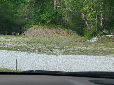 undefined x undefined Unpaved Lot in New Smyrna Beach, Florida