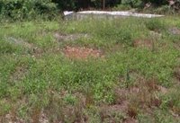30 x 10 Unpaved Lot in Troy, Alabama