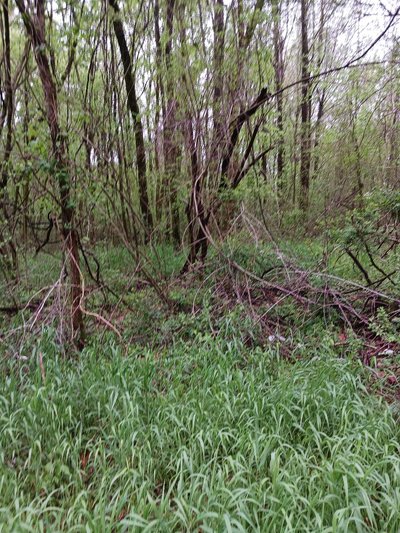 50 x 10 Unpaved Lot in Memphis, Tennessee near [object Object]